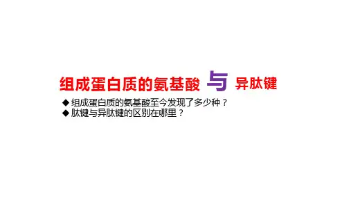 18-1高中生物补充-氨基酸与异肽键