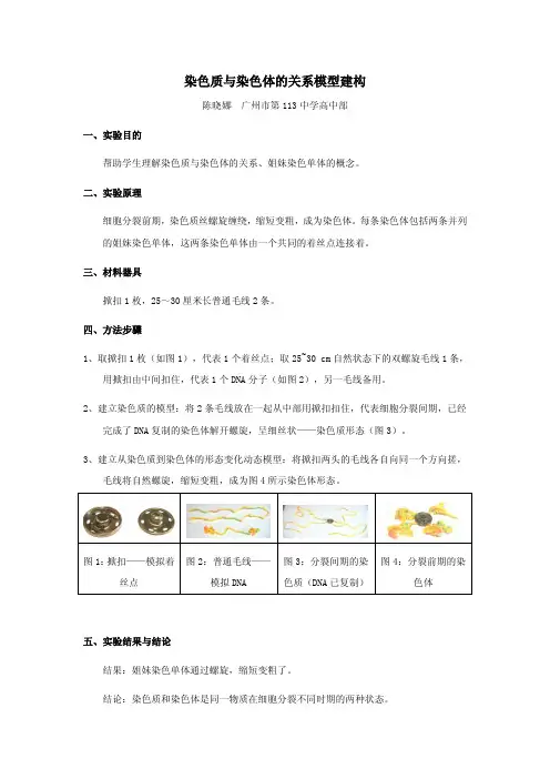 染色质与染色体的关系模型建构
