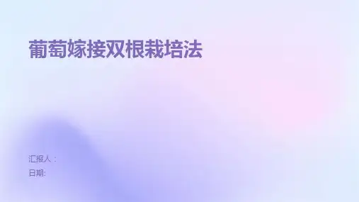 葡萄嫁接双根栽培法