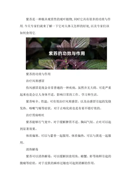 紫苏的功效与作用