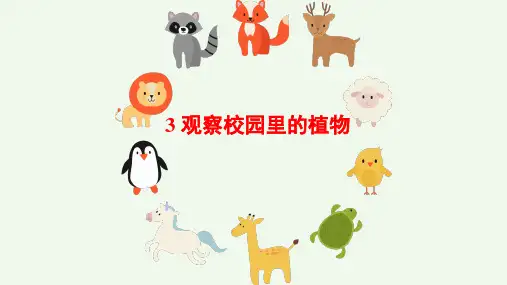 《观察校园里的植物》精品课件