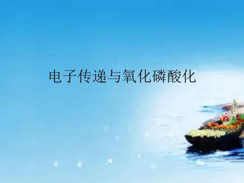 课件：电子传递和氧化磷酸化2