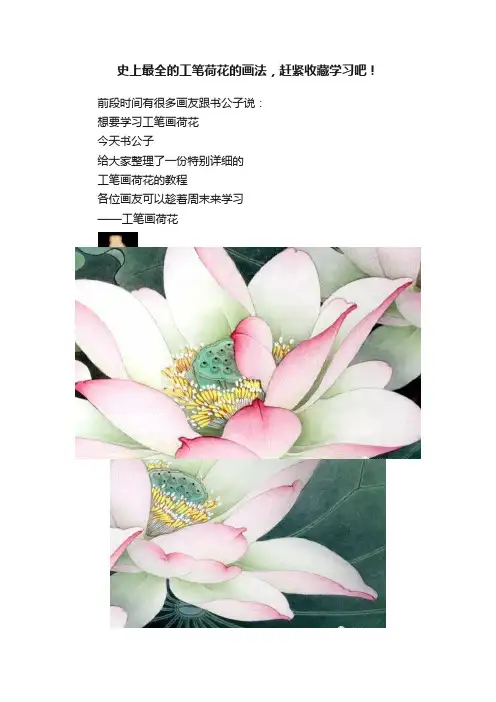 史上最全的工笔荷花的画法，赶紧收藏学习吧！