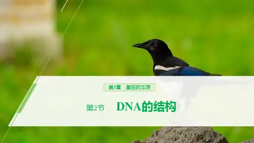 人教版高中生物必修二 DNA的结构 基因的本质