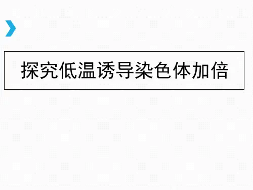 低温诱导染色体加倍.1