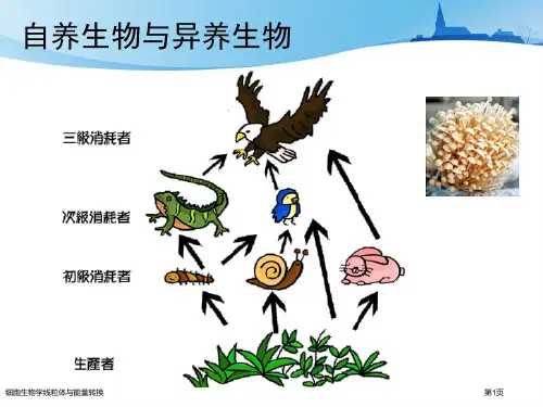细胞生物学线粒体与能量转换