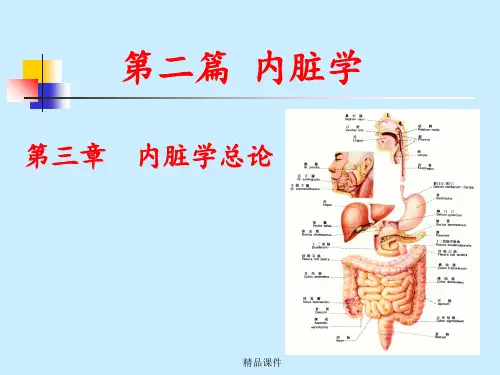 解剖 内脏学