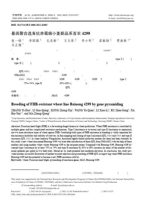 基因聚合选育抗赤霉病小麦新品系百农4299