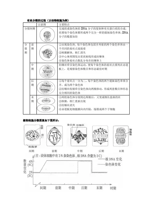 有丝分裂和减数分裂的过程和图像