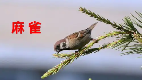 人教版部编版小学四年级语文上册《麻雀》课件