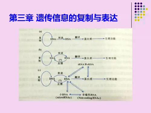 第三章DNA双螺旋结构ppt课件
