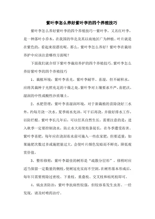 紫叶李怎么养好紫叶李的四个养殖技巧