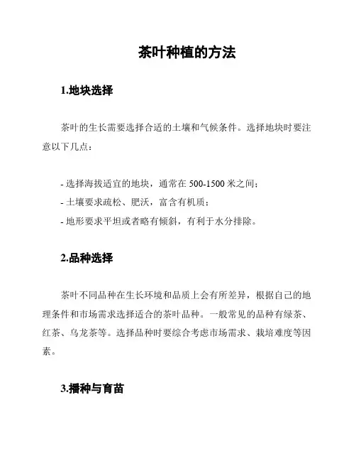 茶叶种植的方法