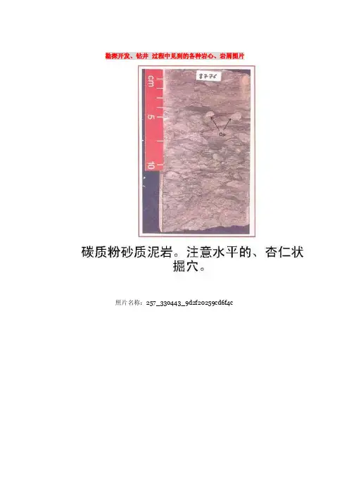 2016-2017年地质学、古气候、古环境研究中各种岩心、岩屑及岩性图片（总结..