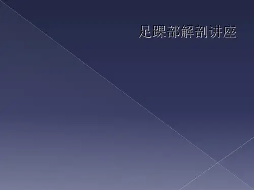足踝部解剖讲座
