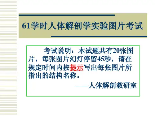 人体解剖学实验图片考试