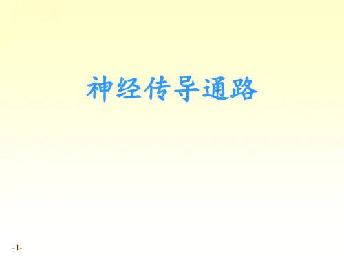 神经系统传导路