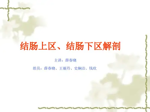 结肠上区和结肠下区