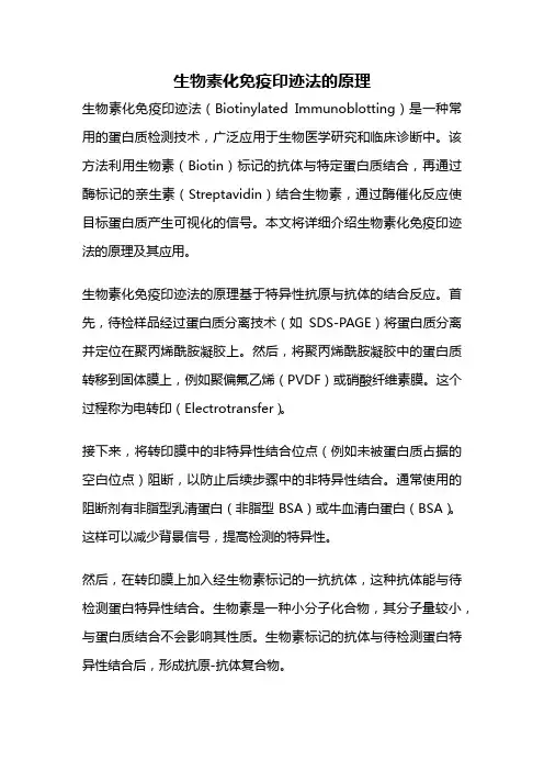 生物素化免疫印迹法的原理