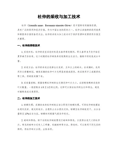 杜仲的采收与加工技术