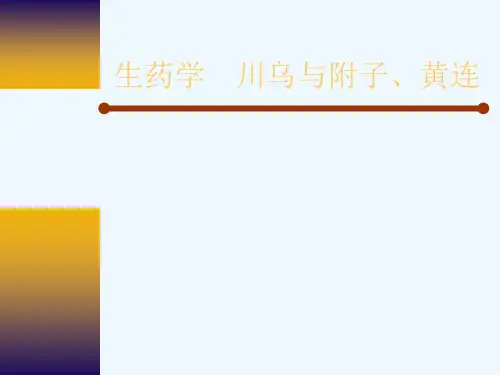 生药学    川乌与附子、黄连[可修改版ppt]
