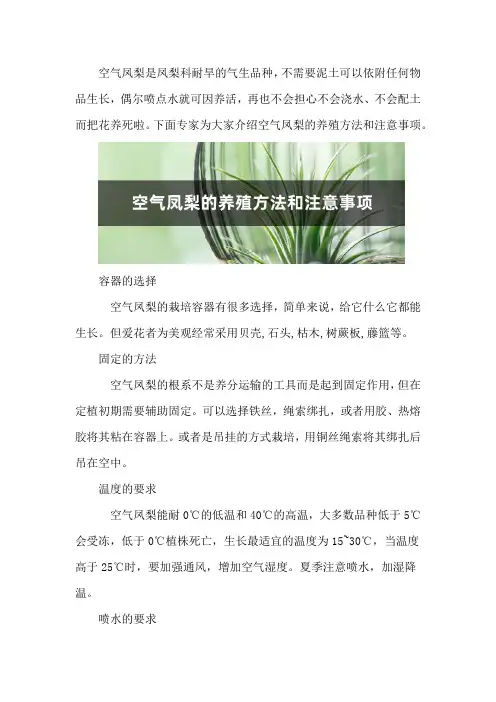 空气凤梨的养殖方法和注意事项