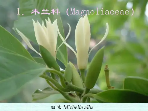 植物学课件：20 木兰科、樟科、毛茛科1