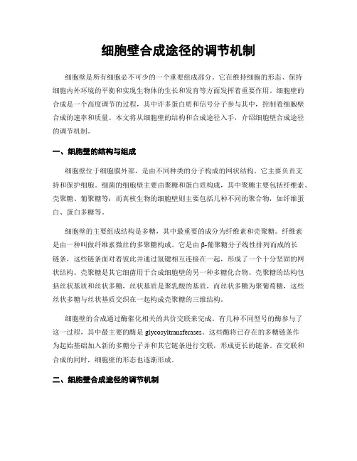 细胞壁合成途径的调节机制