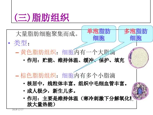 第3章基本组织211ppt课件