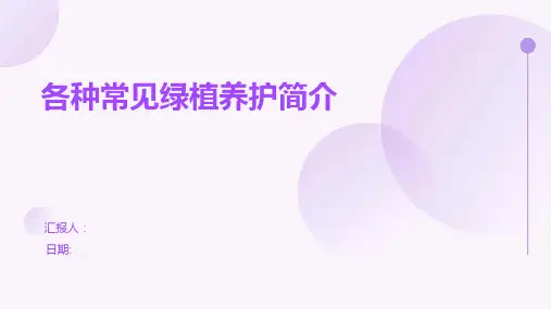 各种常见绿植养护简介