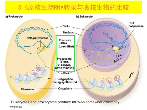 分子生物学-07-3-生物信息的传递-3转录后加工-小RNA-RNA拼接1