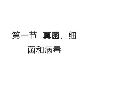 真菌、细菌和病毒(第一课时)课件(共34张PPT)2024-2025学年苏教版生物七年级上册