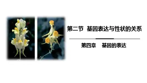 生物人教版(2019)必修2 4.2基因表达与性状的关系(共30张ppt)