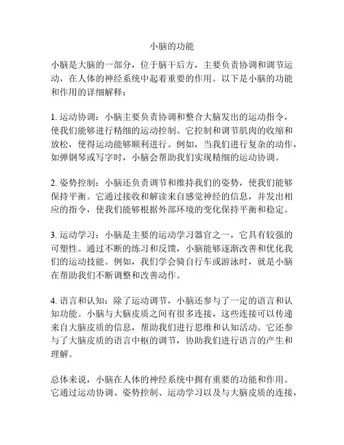 小脑的功能