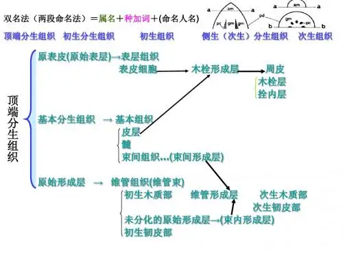 木材学复习精简版