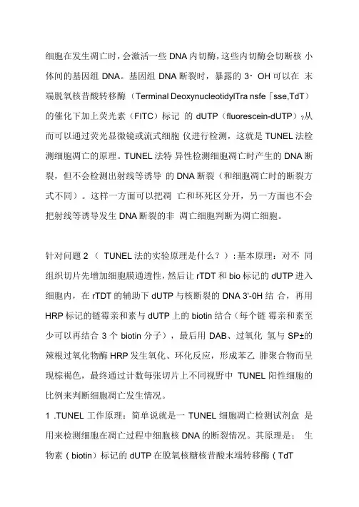 TUNEL法检测细胞凋亡