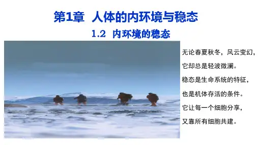 1.2内环境的稳态