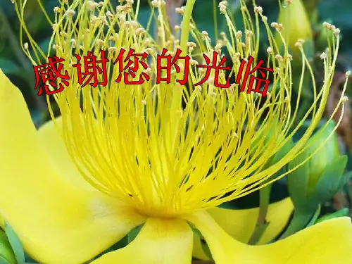 理解与宽容课件