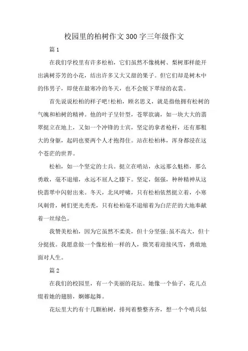 校园里的柏树作文300字三年级作文