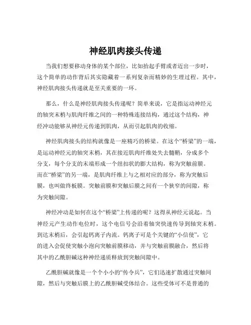 神经肌肉接头传递