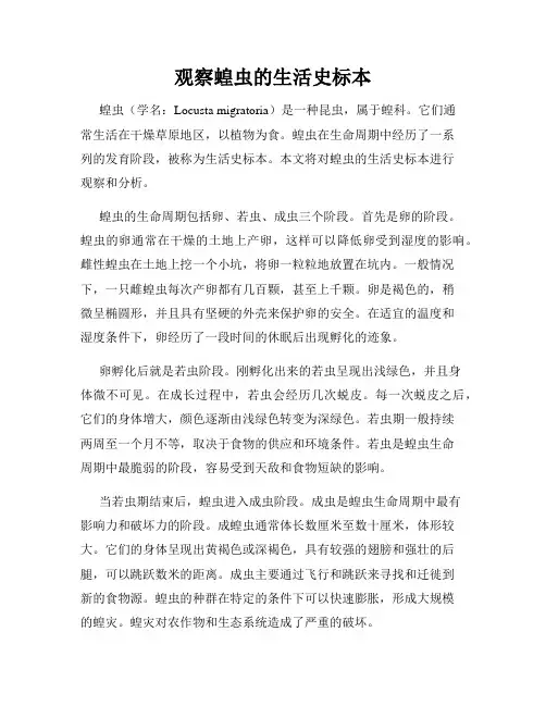 观察蝗虫的生活史标本