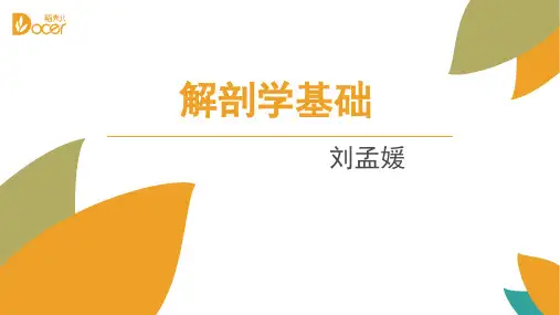 解剖学基础