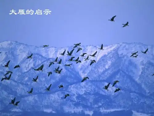 大雁的启示
