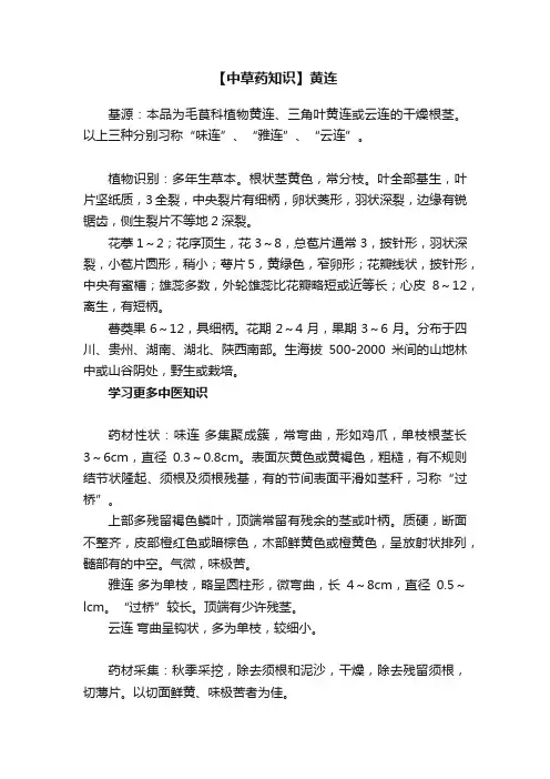 【中草药知识】黄连