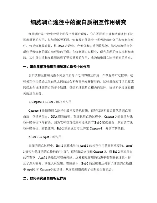 细胞凋亡途径中的蛋白质相互作用研究