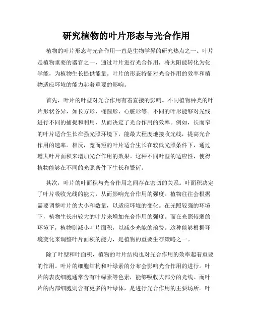 研究植物的叶片形态与光合作用