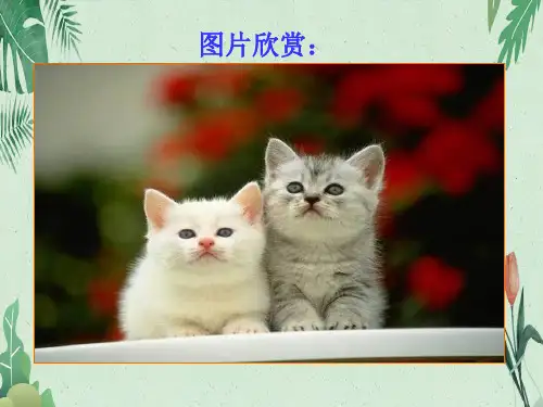 七年级上册16《猫》课件(28张ppt)(完美版课件)