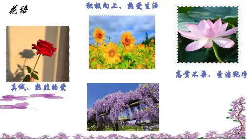 《紫藤萝瀑布》ppt课件