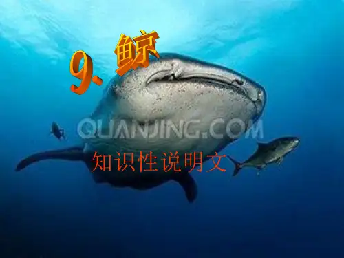 五年级上册语文课件-3.9 鲸 ｜人教新课标  (共8张PPT)