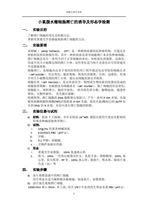 小鼠腹水瘤细胞凋亡的诱导及形态学检测